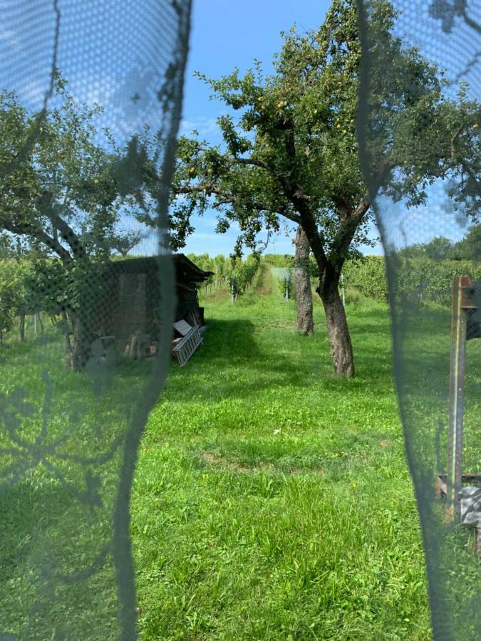 Urlaub Im Weingarten Winten  Esterno foto